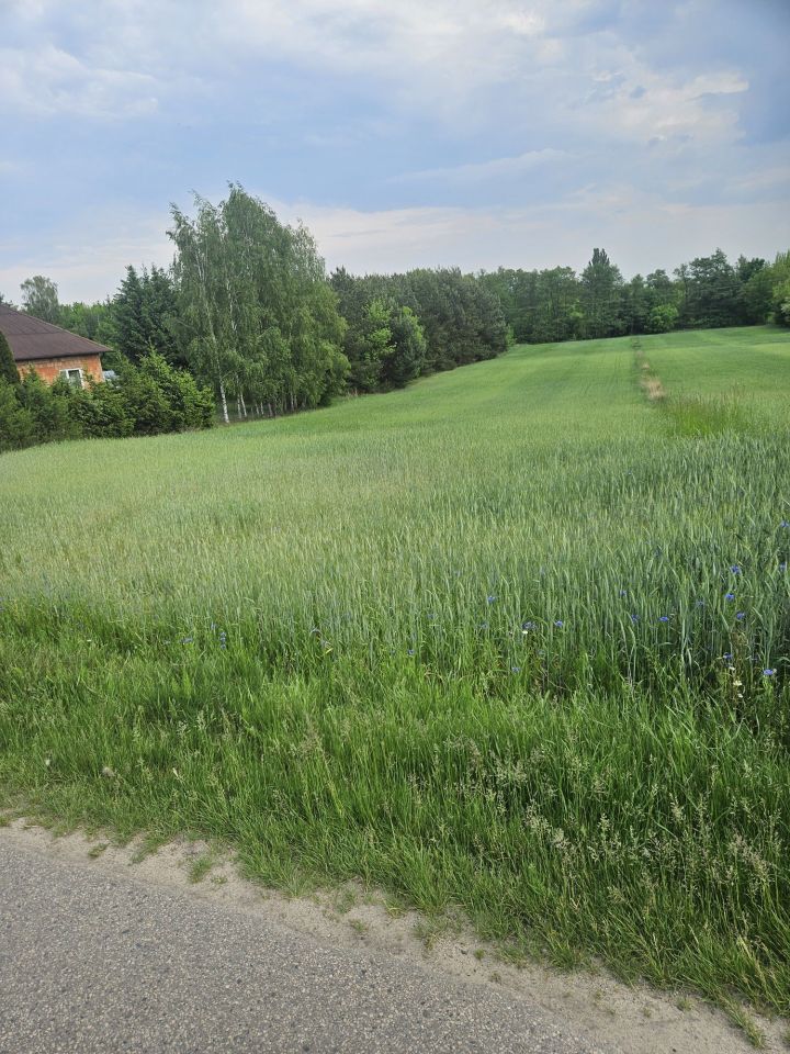 Działka rolno-budowlana Kuznocin. Zdjęcie 4