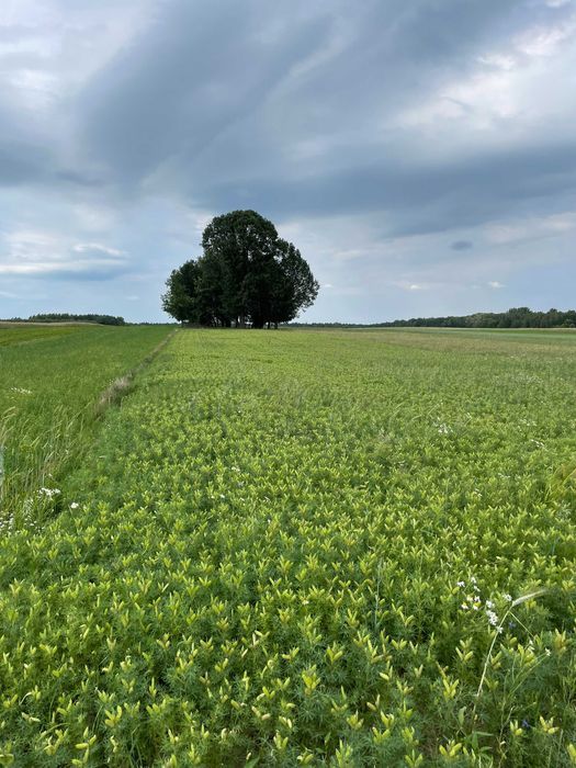 Działka leśna Deszno. Zdjęcie 4