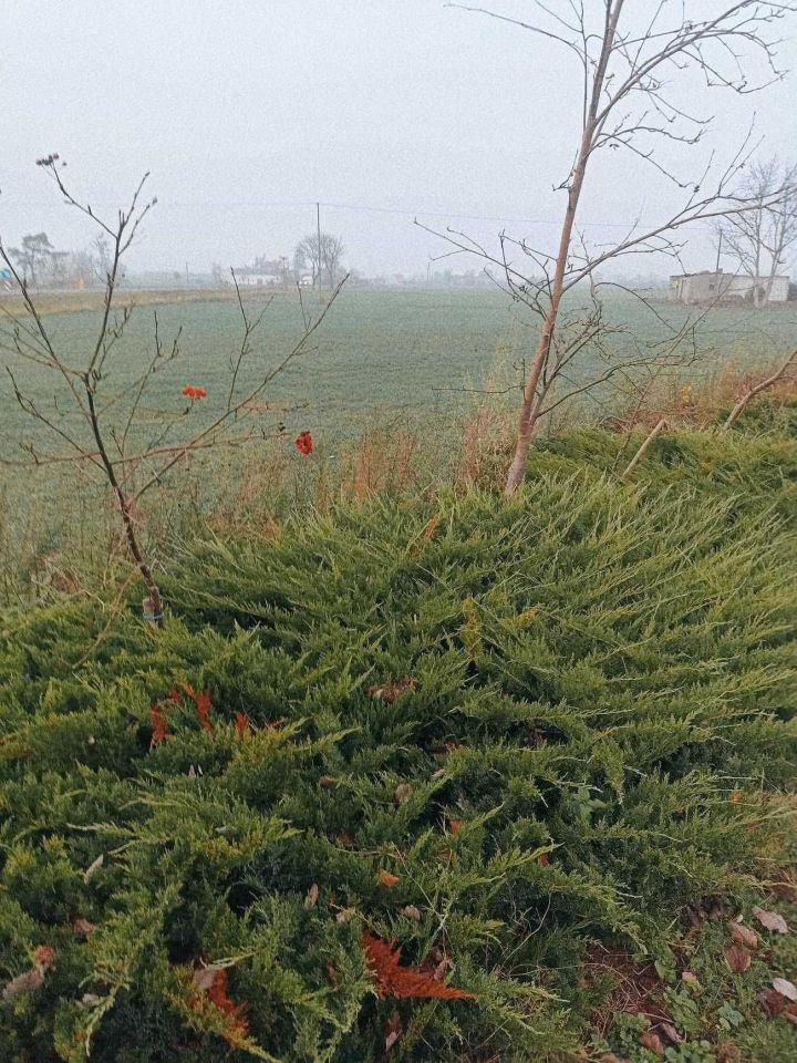 Działka rolno-budowlana Tryszczyn. Zdjęcie 3