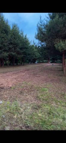 Działka budowlana Wąsy-Kolonia. Zdjęcie 1