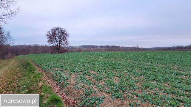 Działka rolno-budowlana Rzeczyca. Zdjęcie 1