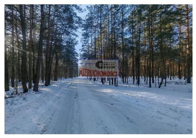 Działka leśna Tartak, Azaliowa. Zdjęcie 4