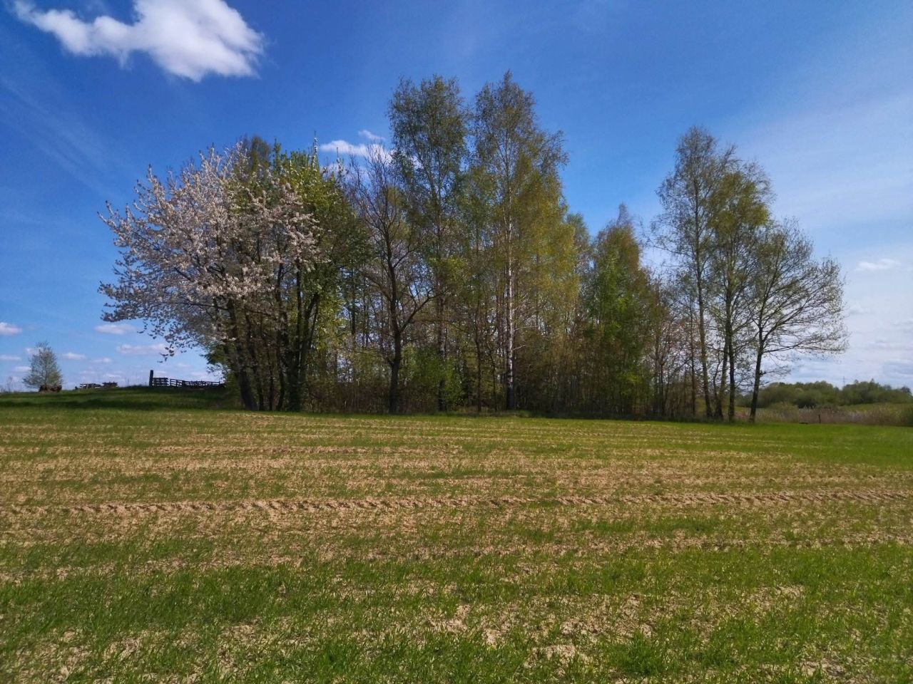 Działka budowlana Łączno. Zdjęcie 10