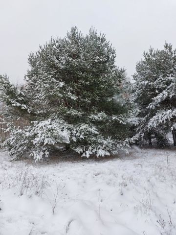 Działka rolna Niesułków-Kolonia. Zdjęcie 1