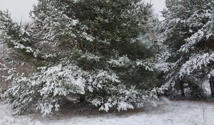 Działka rolna Niesułków-Kolonia