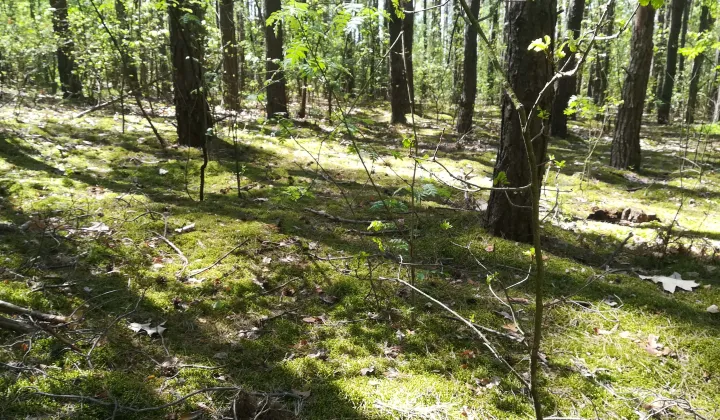 Działka budowlana Kwiatkowice-Las, ul. Jabłoniowa