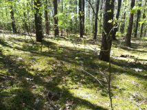 Działka budowlana Kwiatkowice-Las, ul. Jabłoniowa