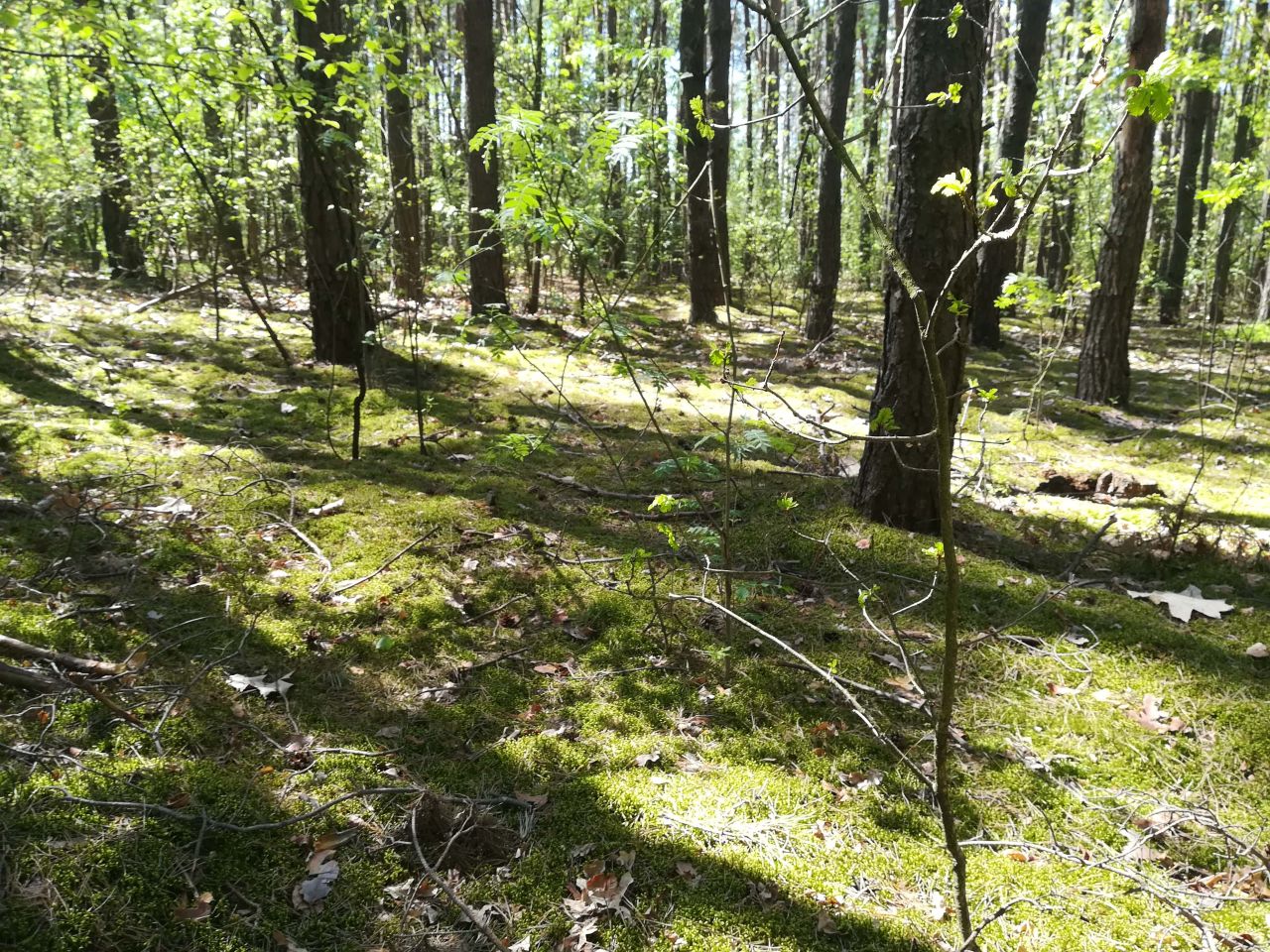 Działka budowlana Kwiatkowice-Las, ul. Jabłoniowa