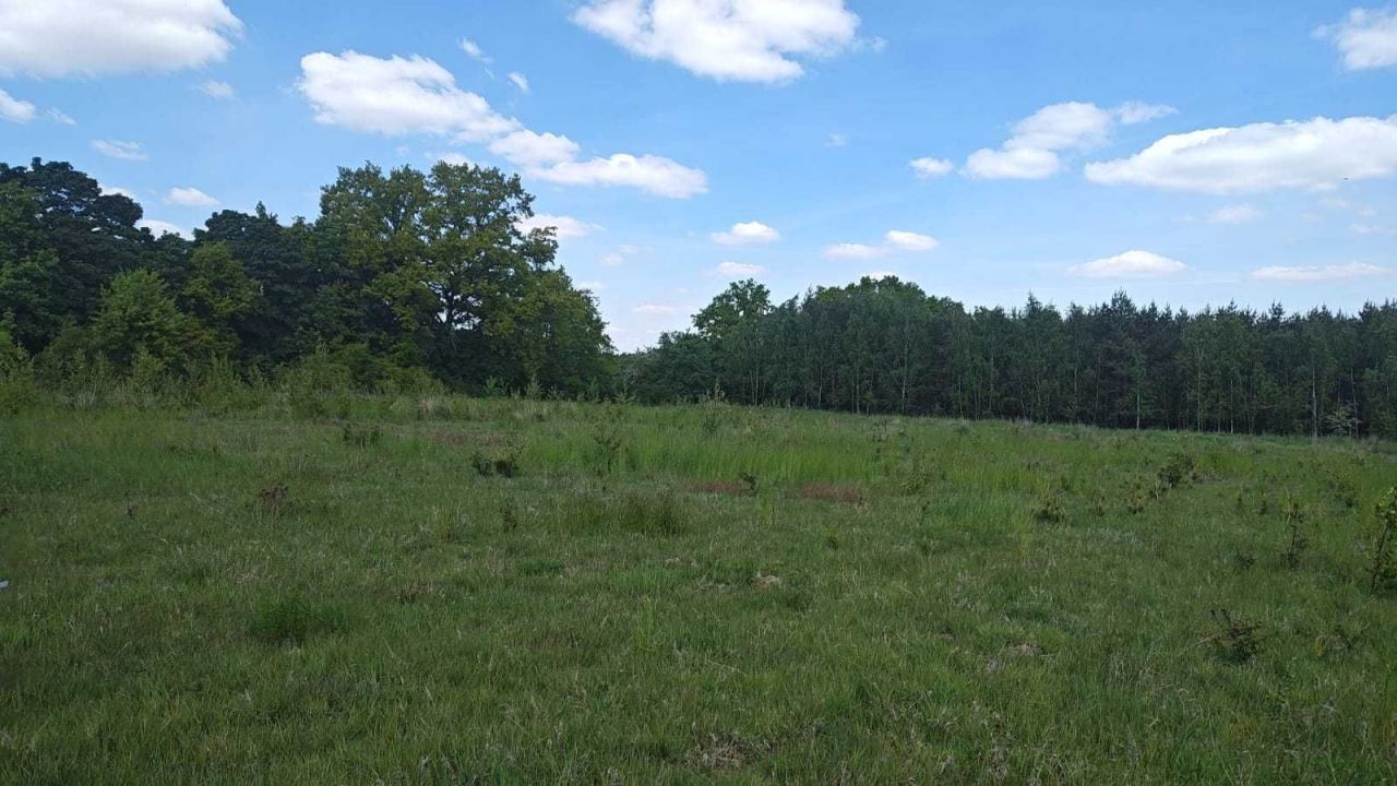 Działka budowlana Gola Wąsoska. Zdjęcie 3