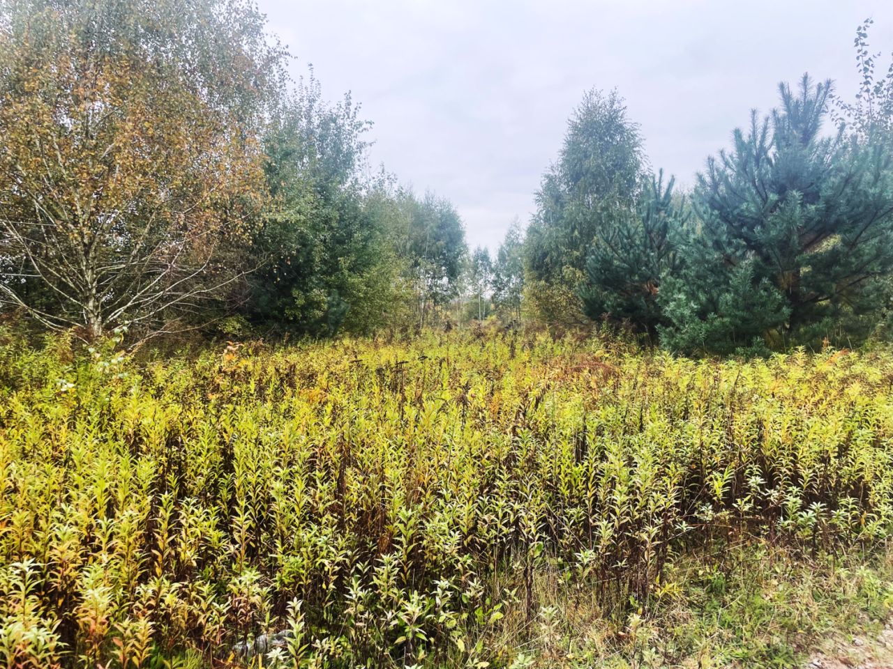 Działka budowlana Barcice Drwalewskie. Zdjęcie 8