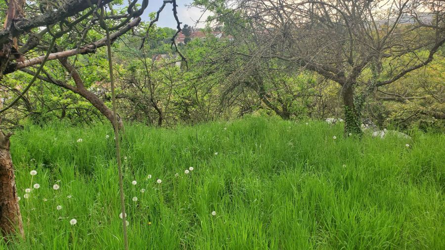 Działka rod Gdańsk. Zdjęcie 19