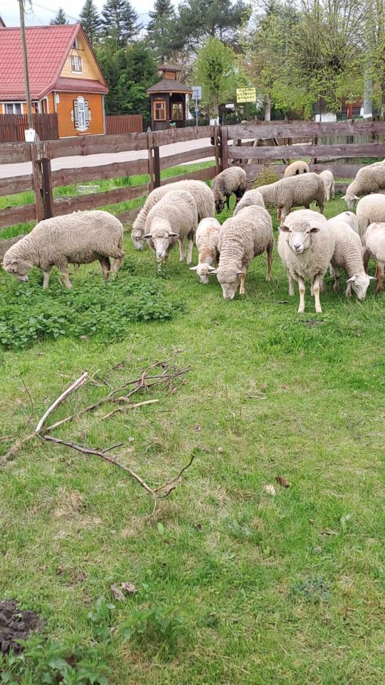 siedlisko, 2 pokoje Trześcianka. Zdjęcie 7