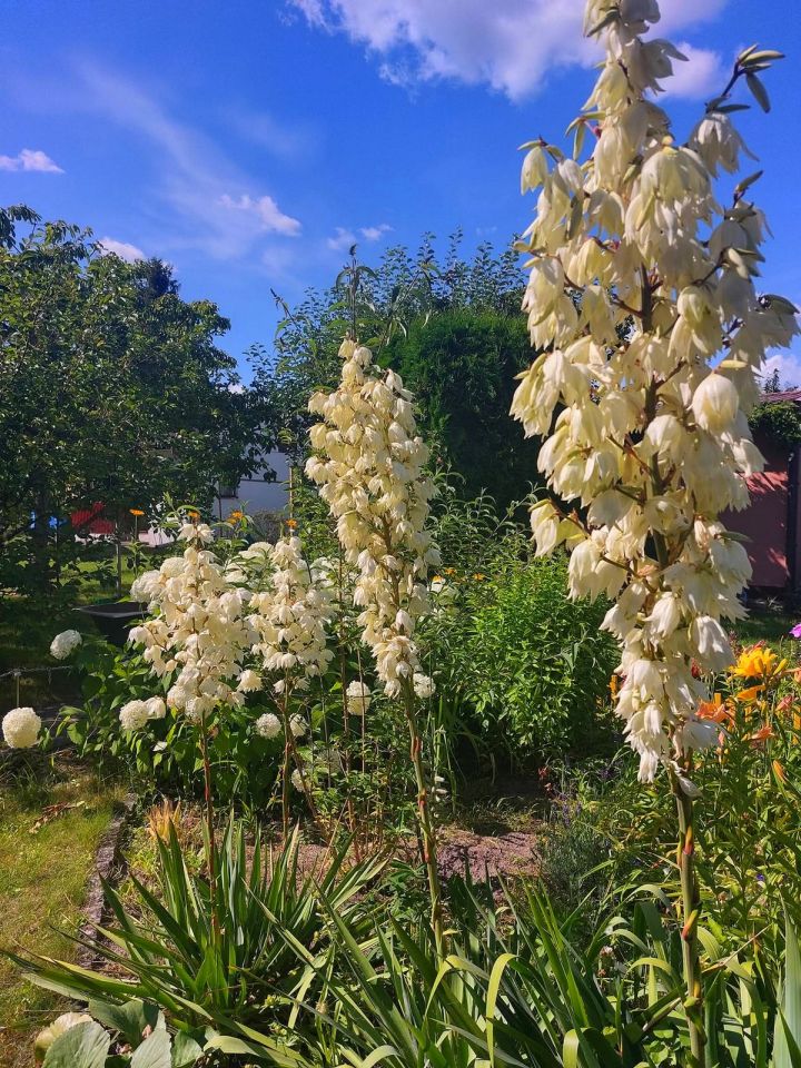 Działka rod Grudziądz Rządz, Rudniczanka. Zdjęcie 6