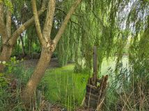 Działka rekreacyjna Szczecin Skarbówek. Zdjęcie 3