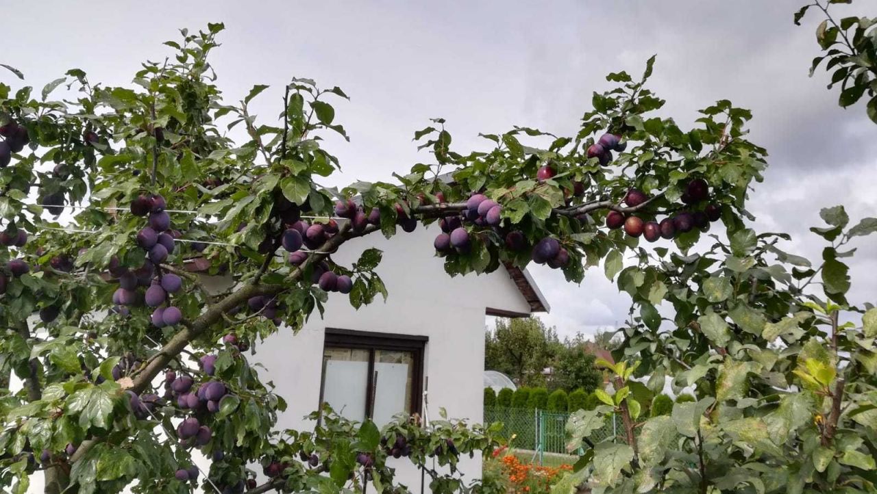 Działka rod Stargard. Zdjęcie 5