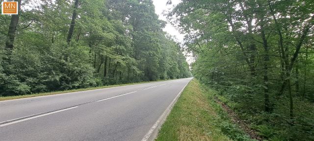 Działka leśna Borzęcin. Zdjęcie 1