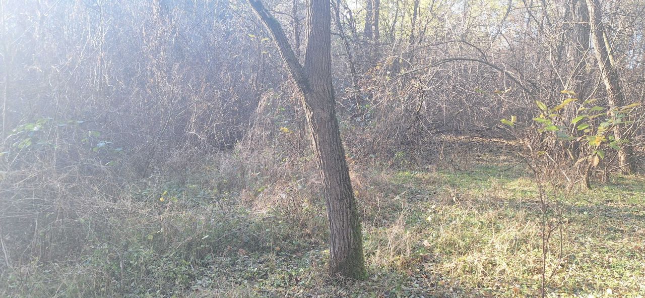 Działka leśna Zawady. Zdjęcie 6