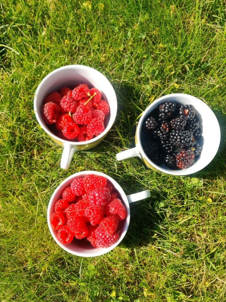 Działka rod Zielona Góra. Zdjęcie 4