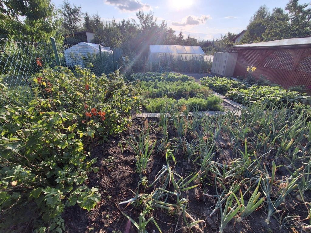 Działka rod Ostrowiec Świętokrzyski, ul. Marii Dąbrowskiej. Zdjęcie 6