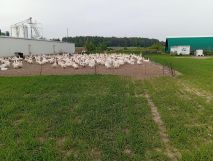 Nieruchomość komercyjna Osiecza Druga. Zdjęcie 1