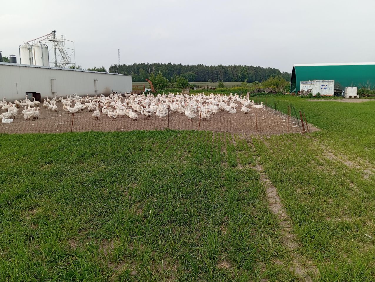 Nieruchomość komercyjna Osiecza Druga. Zdjęcie 2