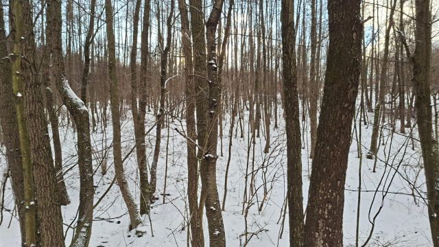 Działka leśna Jaszczurowa Ponikwa. Zdjęcie 3