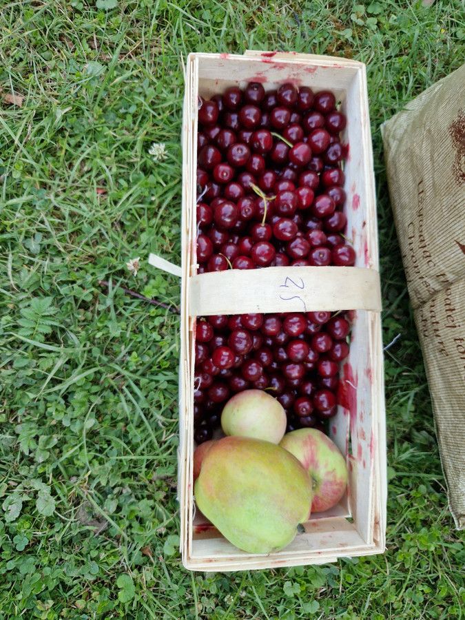 Działka rod Cieszyn. Zdjęcie 7