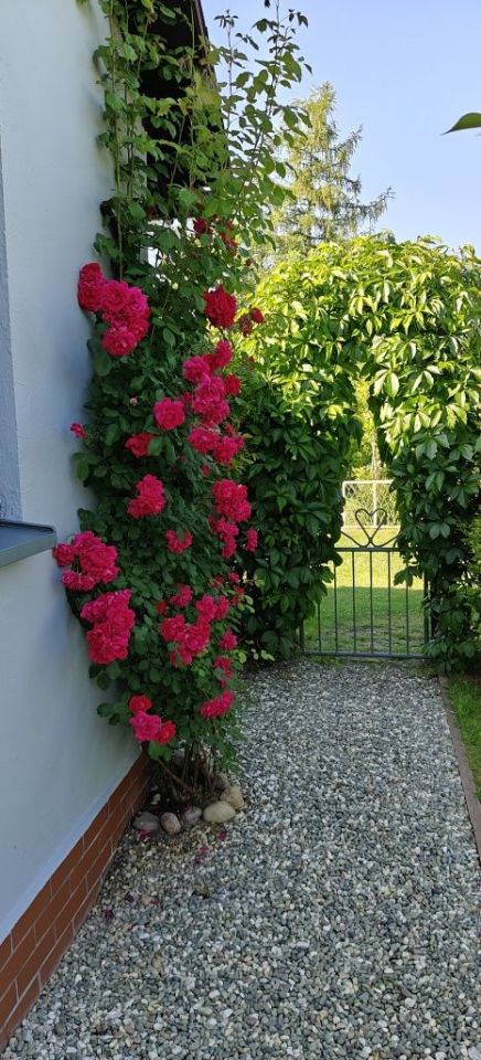 Działka rod Żory, ul. Okrężna. Zdjęcie 5