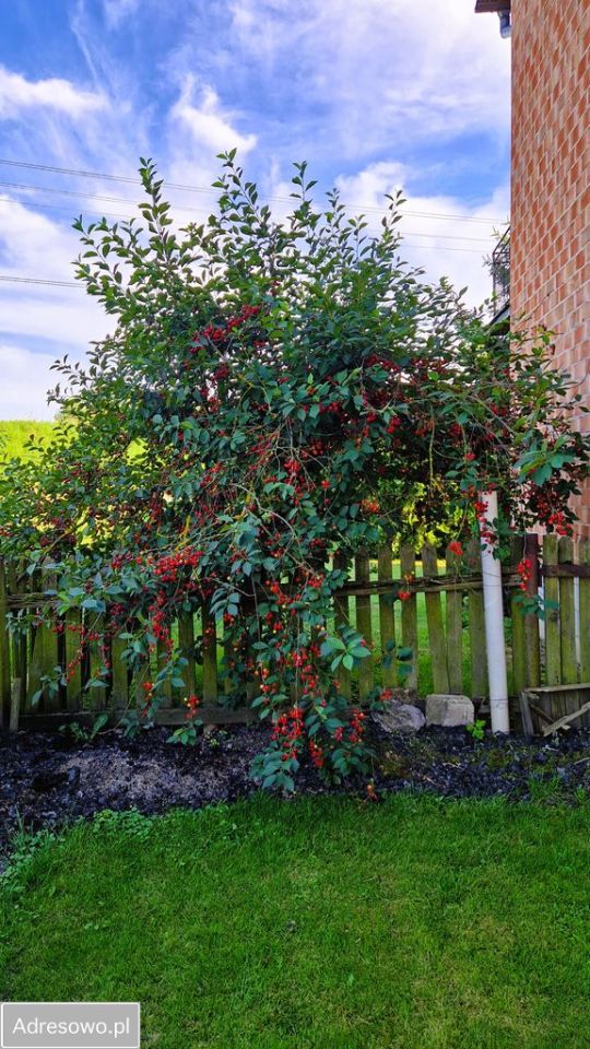 dom wolnostojący, 4 pokoje Bogoria Skotnicka. Zdjęcie 5