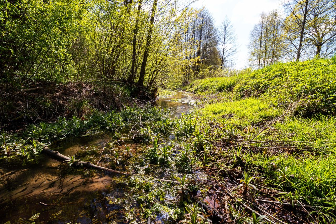 Działka rolna Dargiń. Zdjęcie 13