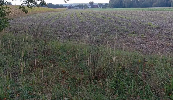 Działka rolna Kurznie, ul. Adama Mickiewicza