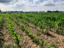 Działka budowlana Ruszowice, ul. Oliwkowa. Zdjęcie 3