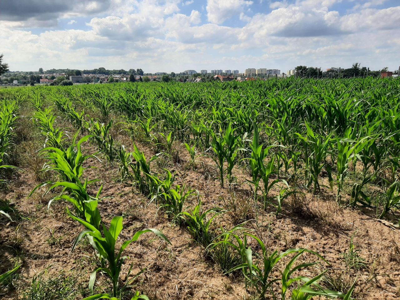 Działka budowlana Ruszowice, ul. Oliwkowa. Zdjęcie 4