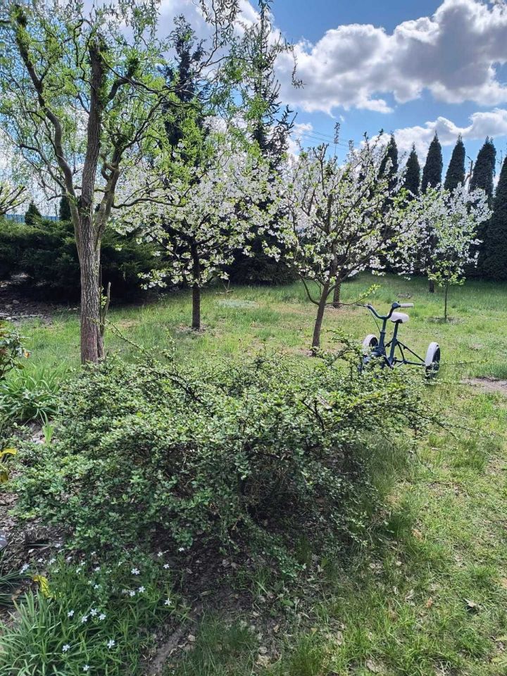 Działka rekreacyjna Chełmża, ul. kard. Stefana Wyszyńskiego