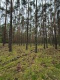 Działka rekreacyjna Inowłódz, ul. Wrzosowa. Zdjęcie 3