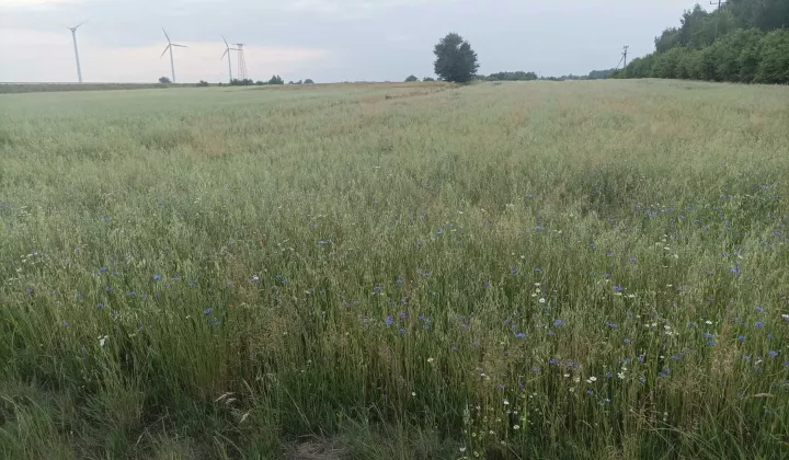 Działka rolna Szczawin Szczawin-Kolonia