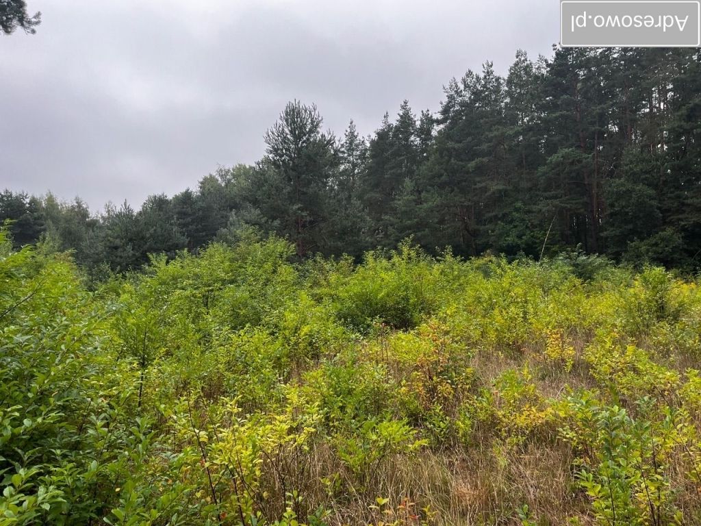 Działka budowlana Piotrkowice. Zdjęcie 2