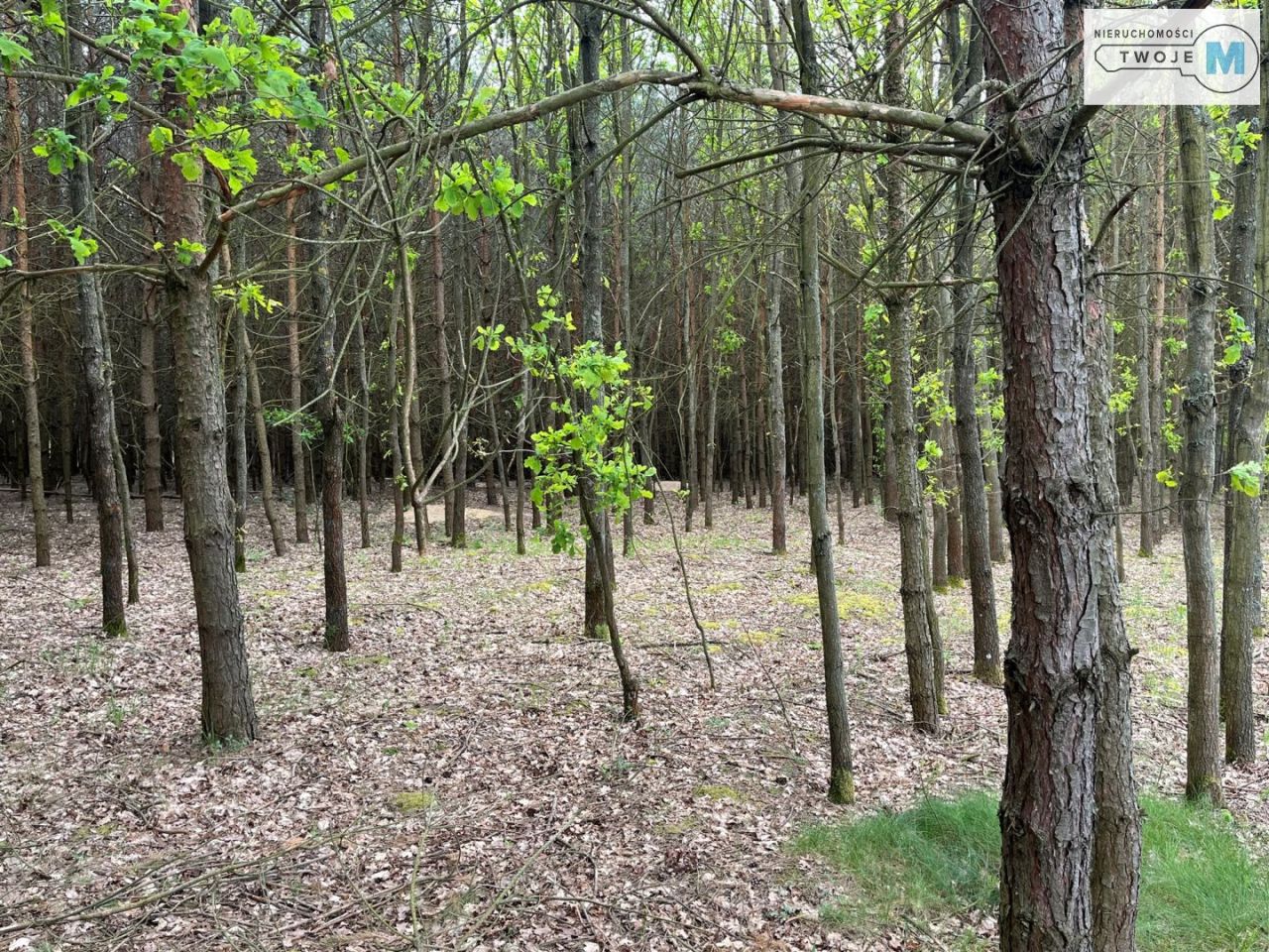 Działka leśna Nagłowice. Zdjęcie 5