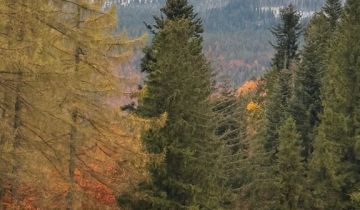 Działka budowlana Zawoja Ryżowana