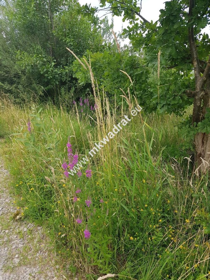 Działka budowlana Żółwin, ul. Łąkowa. Zdjęcie 4