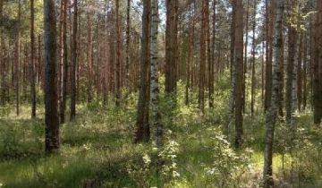 Działka leśna Będzeń