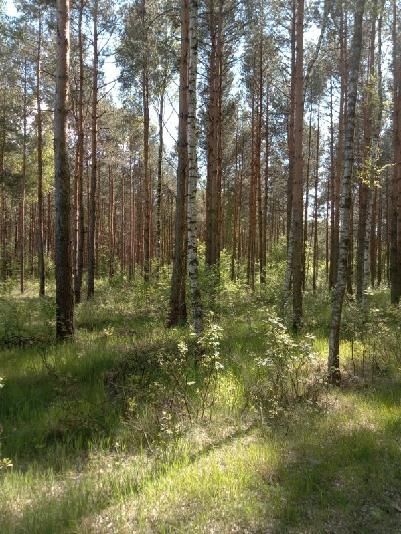 Działka leśna Będzeń. Zdjęcie 2