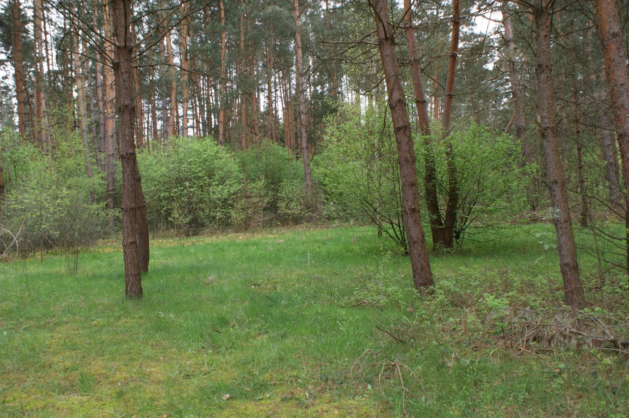 Działka rekreacyjna Czerwona Wola Myszkówka. Zdjęcie 13