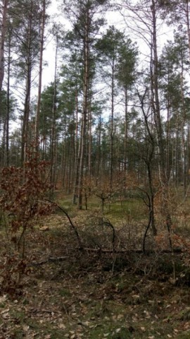 Działka leśna Kłobuczyno. Zdjęcie 1