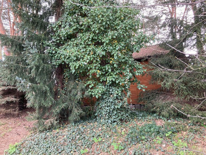 Działka rod Ząbki, ul. Wolności. Zdjęcie 6