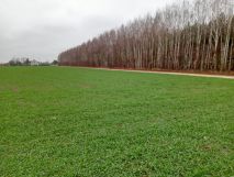 Działka budowlana Skwary. Zdjęcie 2