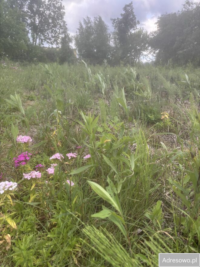 Działka rolno-budowlana Nasiegniewo. Zdjęcie 5