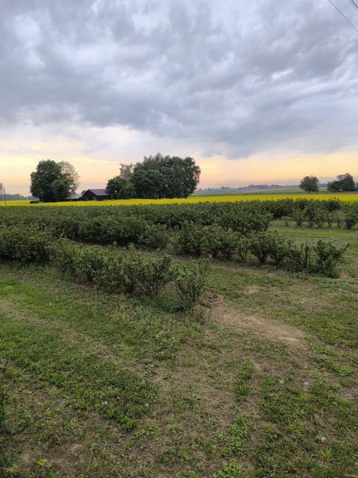 Działka rolno-budowlana Miłocin. Zdjęcie 6