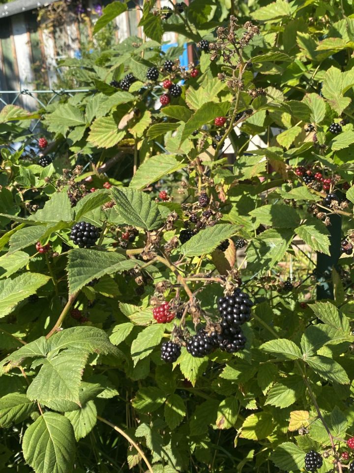 Działka rod Gdynia Mały Kack, ul. Grodnieńska. Zdjęcie 9