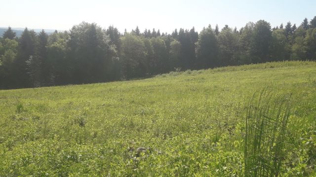 Działka rolna Dydnia Wola Dydyńska. Zdjęcie 1